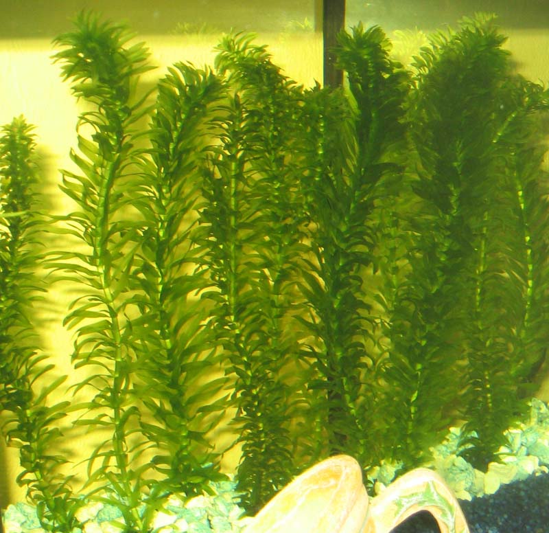 Egeria Densa